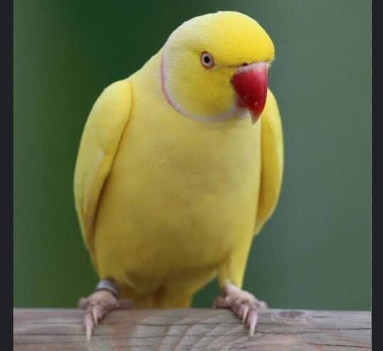 Yellow Ringneck