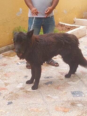 German Dog