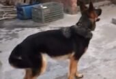 GSD female for sale