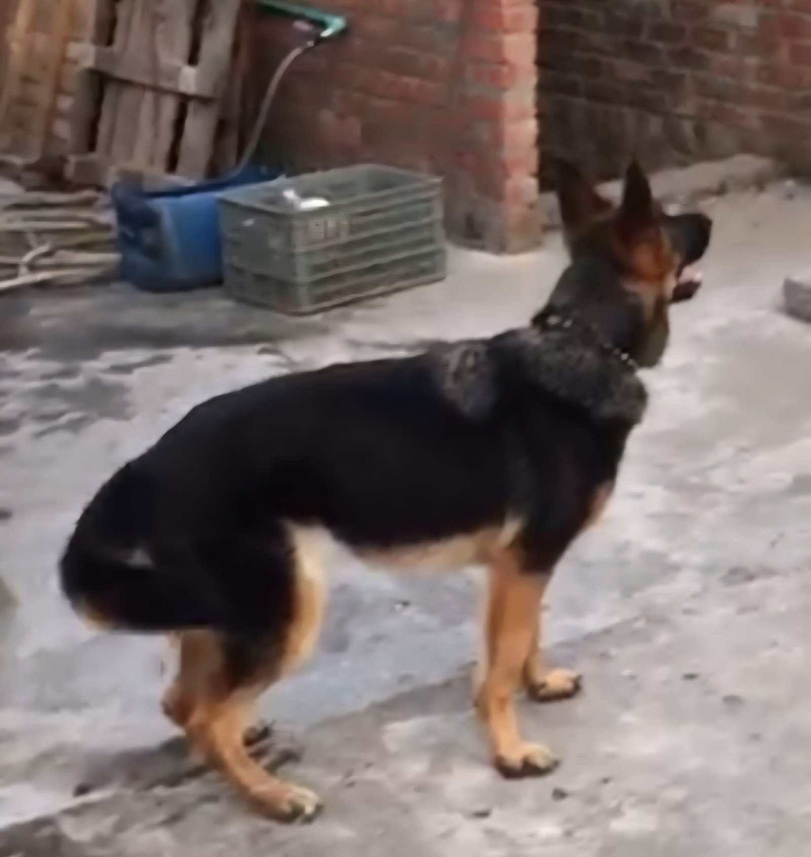 GSD female for sale