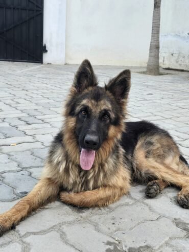 German shepherd female for sale