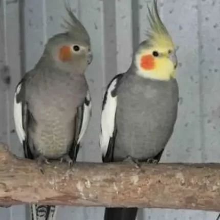 Cocktail breeder male for sale