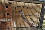 Gray Java breeder colony for sale