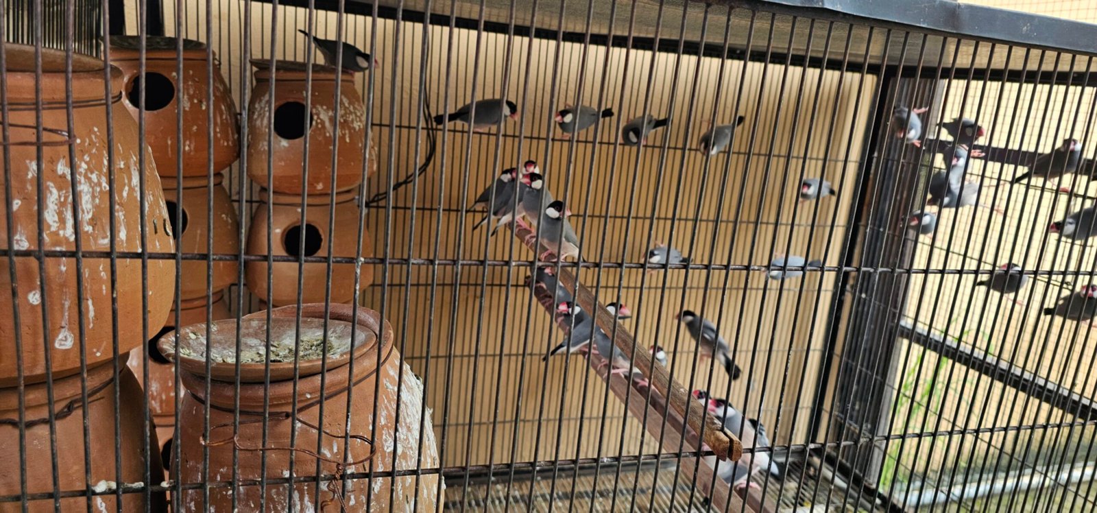 Gray Java breeder colony for sale