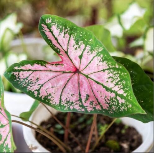 Indoor plants