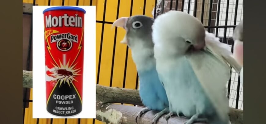 Lovebirds for sale