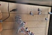 Gray Java breeder colony for sale