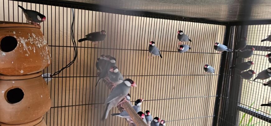 Gray Java breeder colony for sale