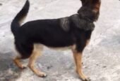 GSD female for sale