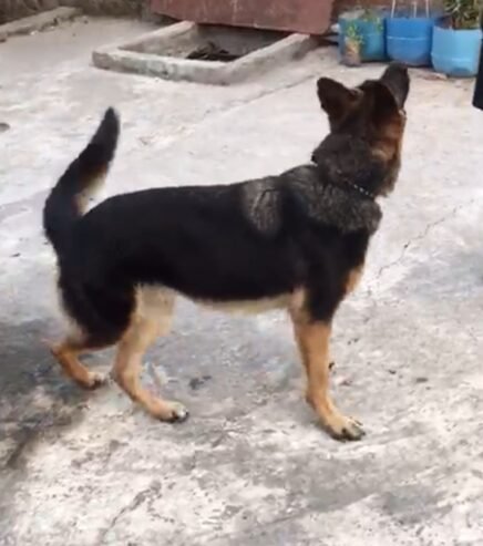 GSD female for sale