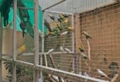 Birds setup for sale Rawalpindi