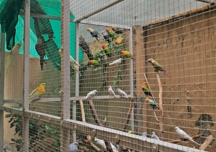 Birds setup for sale Rawalpindi