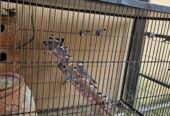 Birds setup for sale Rawalpindi