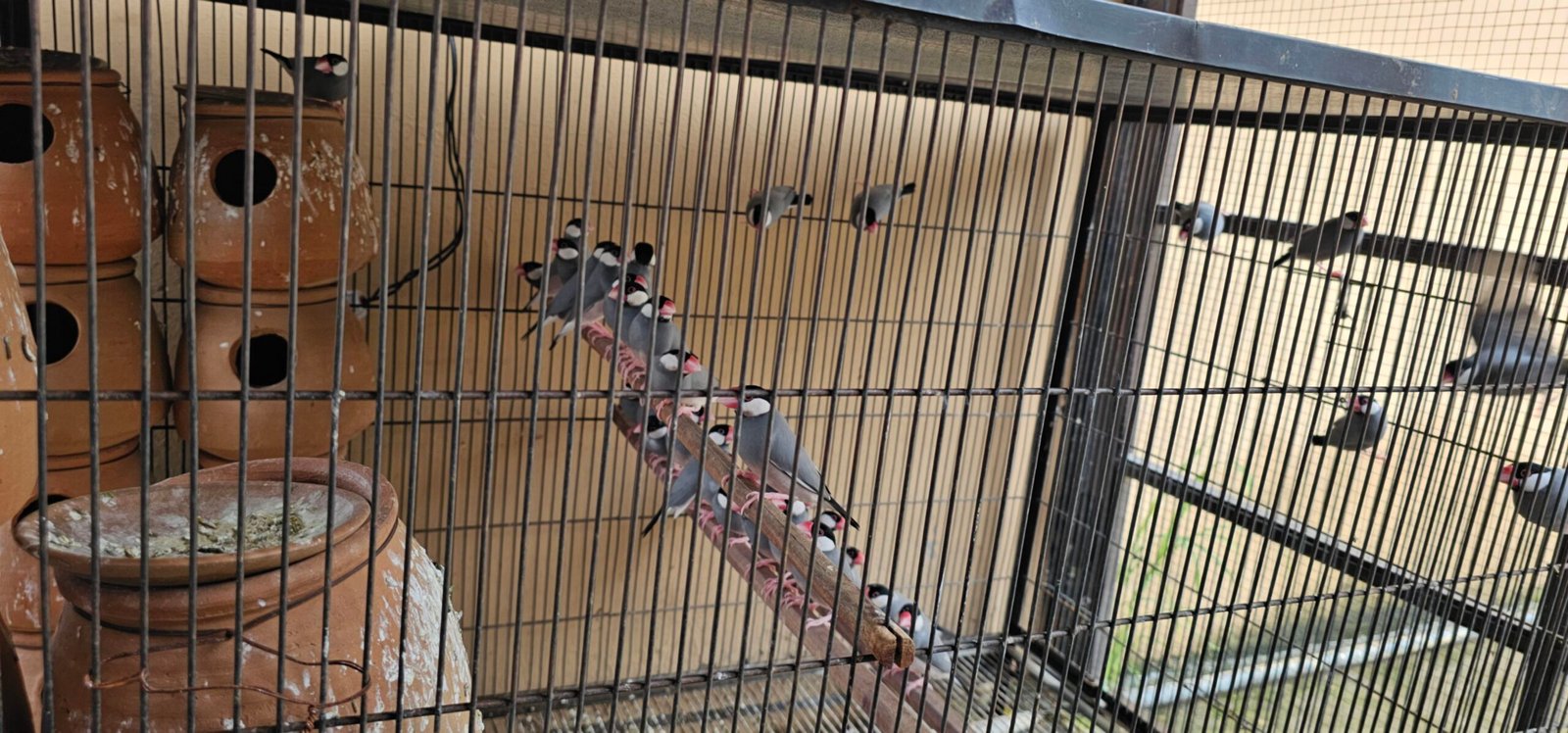 Birds setup for sale Rawalpindi