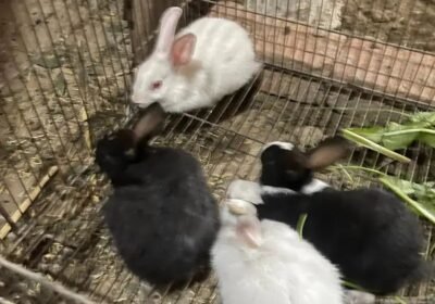 24eee148-c1d8-4817-bbb5-ea13bcb3717e