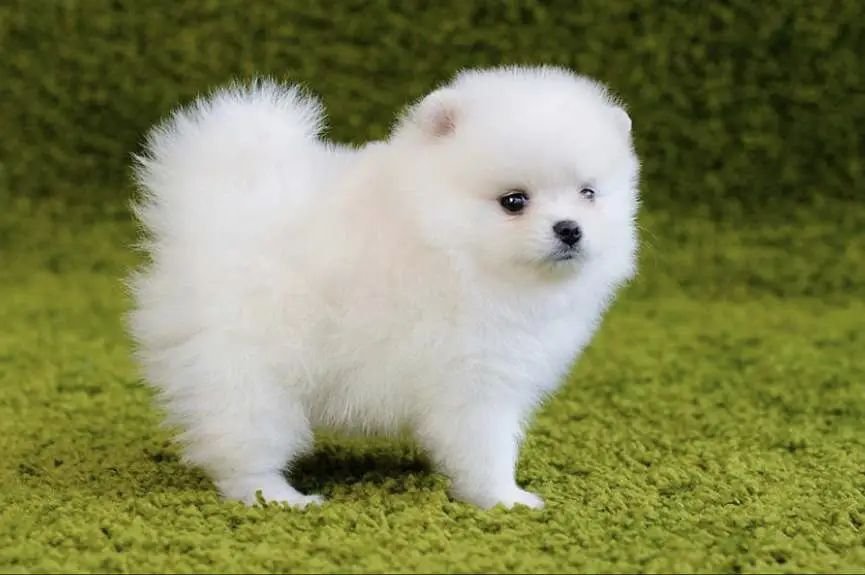 Pomerian puppies