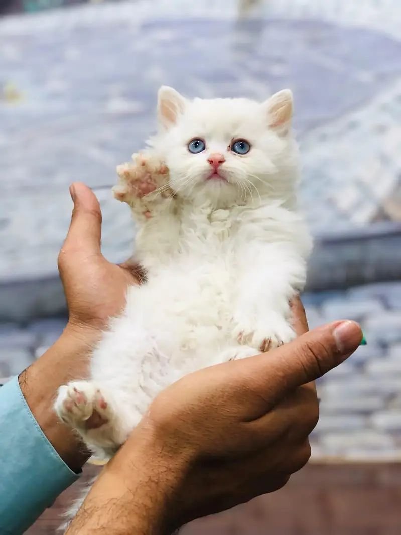 Persian punch face triple coat cat