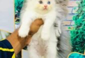 Persian punch face triple coat cat