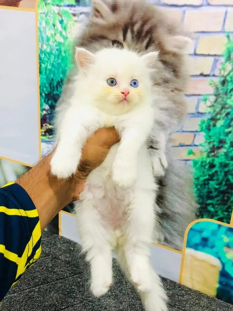 Persian punch face triple coat cat