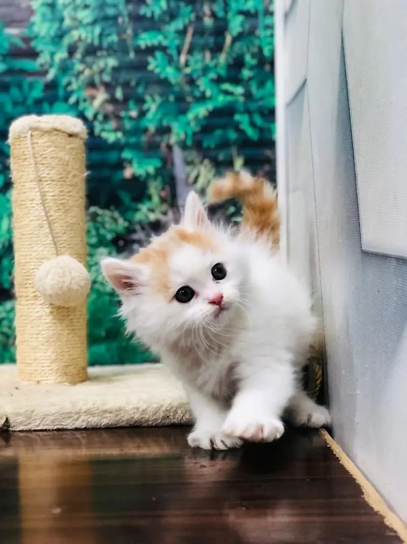 Persian punch face triple coat cat