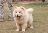 Russian import Chow chow female puppy