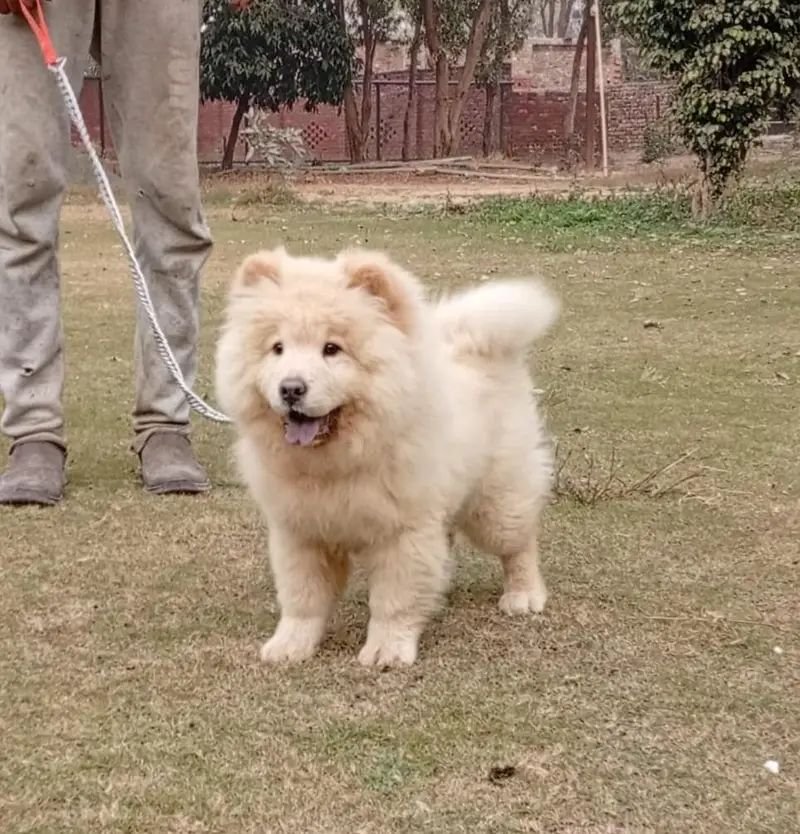 Russian import Chow chow female puppy