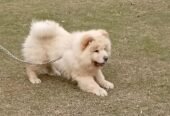 Russian import Chow chow female puppy