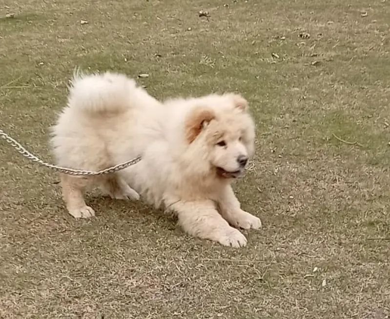 Russian import Chow chow female puppy