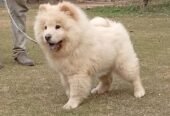 Russian import Chow chow female puppy