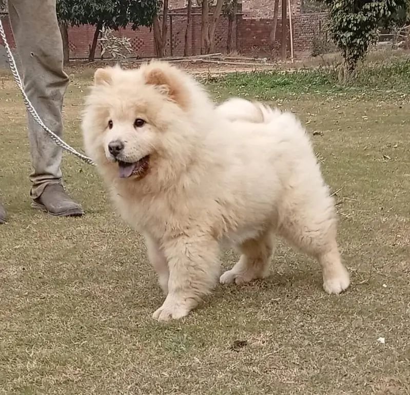 Russian import Chow chow female puppy
