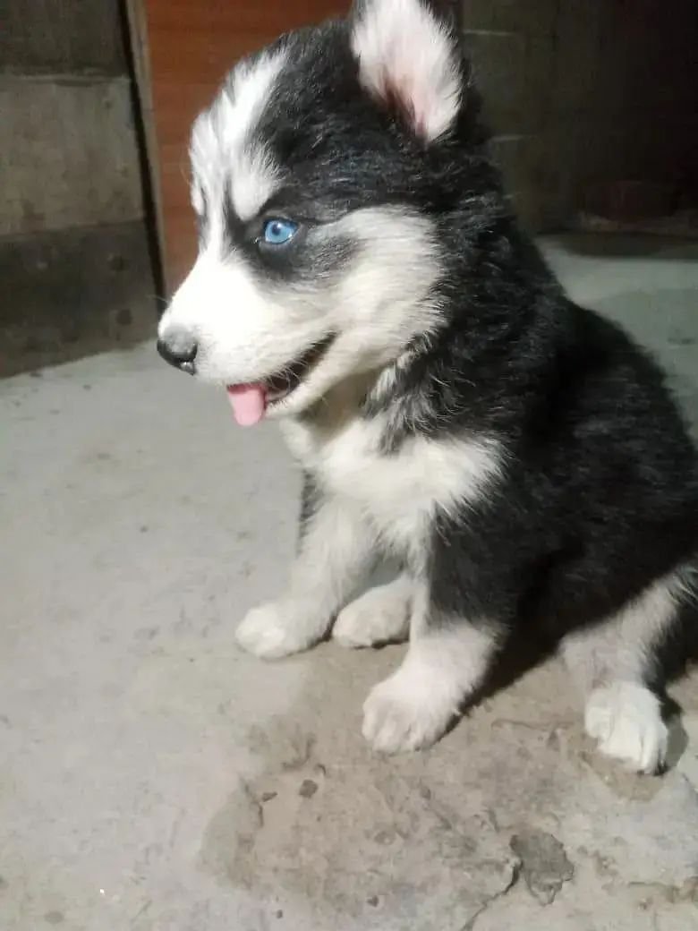 Siberian husky blue eyes
