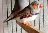 Fisher and jawa,zebra finches