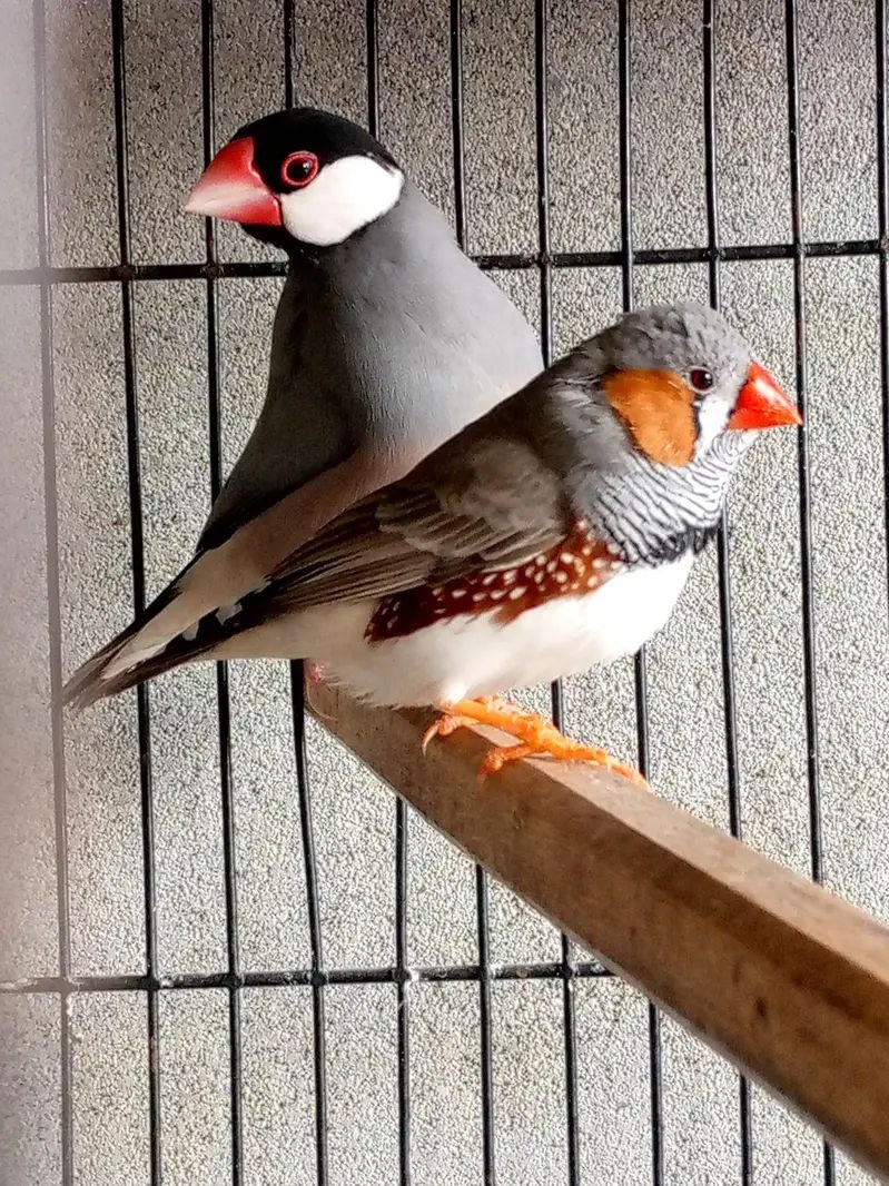 Fisher and jawa,zebra finches