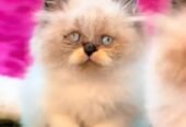 Pure Persian cat vaccinated