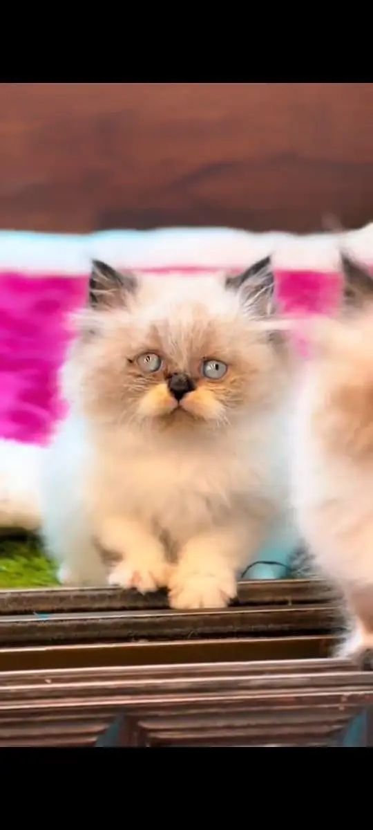 Pure Persian cat vaccinated