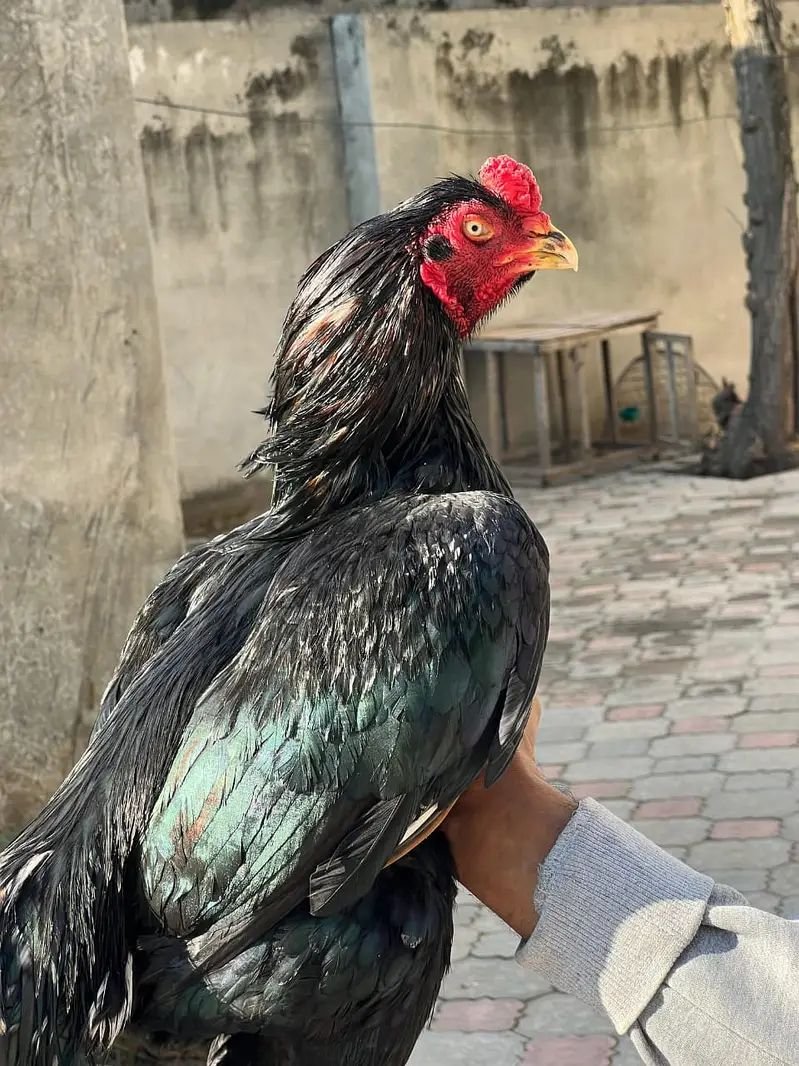 Aseel | lakha |mushka| jawa |lasani