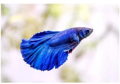 0d84b78d-efc6-4e1a-b035-3251301fe3db