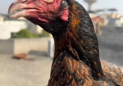 0e0b67db-eb88-40a5-9671-20e3ca0a4e9d