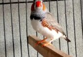 Fisher and jawa,zebra finches