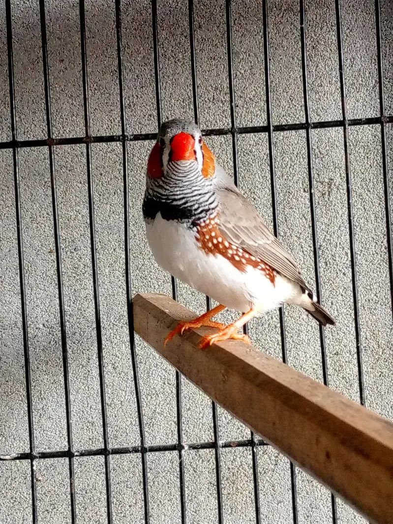 Fisher and jawa,zebra finches