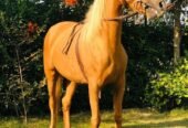 Palomino horse
