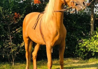 1195a332-a7c1-4a26-ac19-89b02196c57c