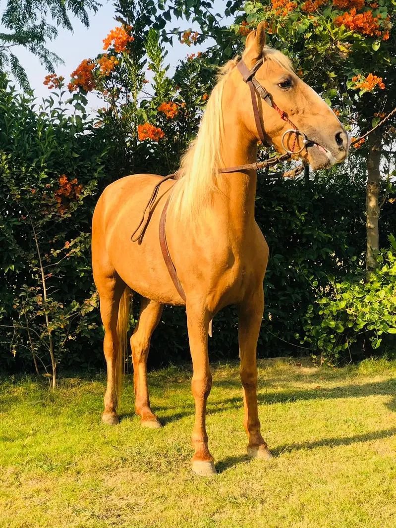 Palomino horse