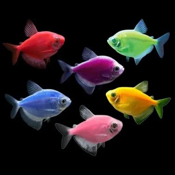 Unique Fishes