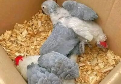 1c054204-a642-472f-82b9-27592317b166