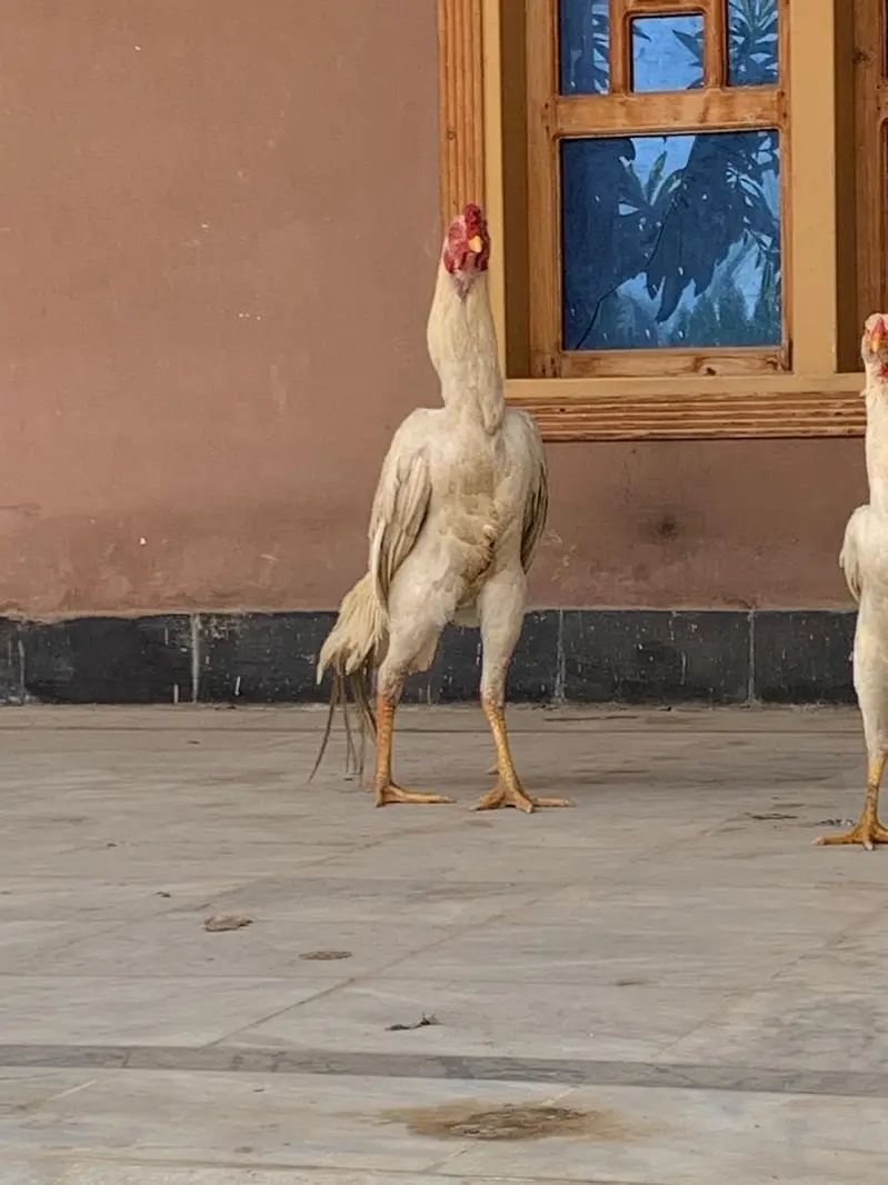 White O Shamo /Aseel shamo /king size/ shamo male/high Quality shamo