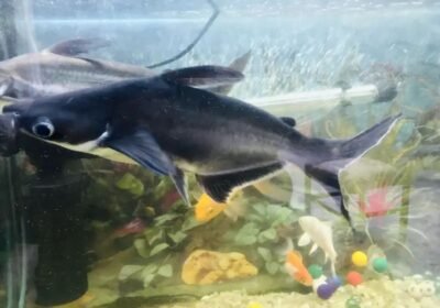 1e8c823e-a470-4fc7-9571-13ba131df4ce