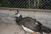 4 peacock for sale