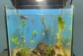 Natural Fish aquarium