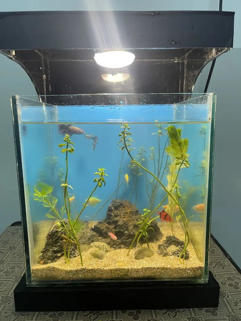 Natural Fish aquarium